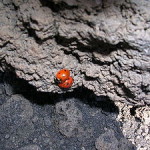 Two ladybugs on Etna