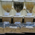 VARIETA_GRANO_DURO_COLTIVATE