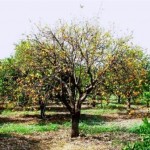 pianta agrumi con tristeza