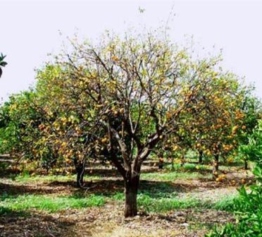 pianta agrumi con tristeza