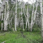 Bosco Betulle