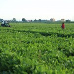 ItaliaZuccheri_campagna_2