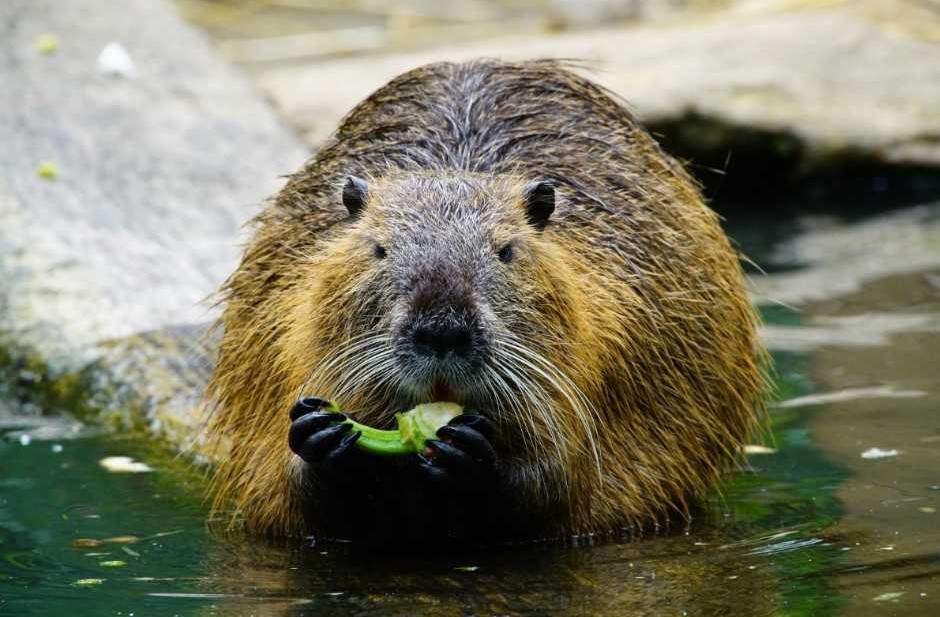 nutria
