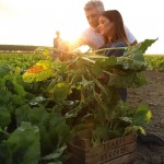 Campi italia Zuccheri