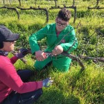 Giovani a lavoro nei vigneti