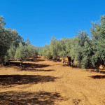 IRVO_filieraolio (1)