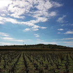 Cammino del Vino_FestaVendemmia2026