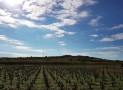 NASCE IL CAMMINO DEL VINO A PACHINO PER LA FESTA DELLA VENDEMMIA 2026