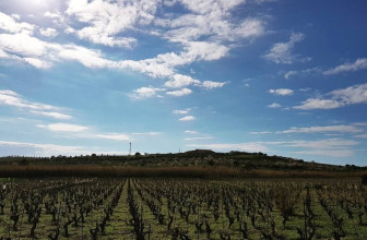 NASCE IL CAMMINO DEL VINO A PACHINO PER LA FESTA DELLA VENDEMMIA 2026