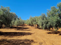 OLIO DOP VALDEMONE E IGP SICILIA: L’IRVO OTTIENE L’ACCREDITAMENTO ACCREDIA