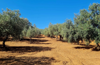 OLIO DOP VALDEMONE E IGP SICILIA: L’IRVO OTTIENE L’ACCREDITAMENTO ACCREDIA