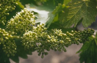 Agricoltura, Sicilia: come impatta il cambiamento climatico in vigna? L’analisi di Luca Mercalli per Colomba Bianca