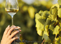 Dalla Sicilia a Vinoble 2026: “Sun Belt” patrimonio culturale immateriale dell’umanità