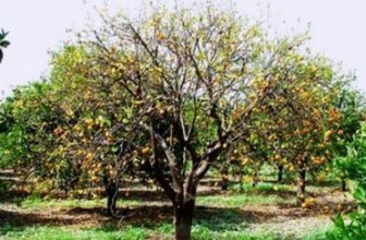 AGRUMI DI SICILIA, LOTTA ALLA “TRISTEZA”
