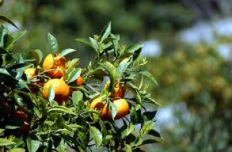 PST SICILIA, KIT DIAGNOSTICO VIRUS TRISTEZA